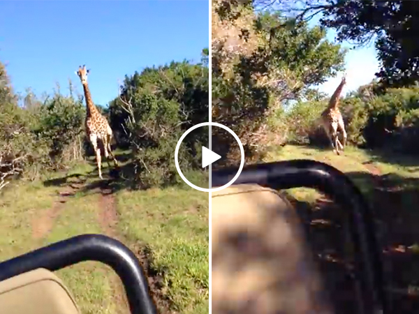 Pissed off giraffe chases a car, and holy sh*t they're terrifying (Video)