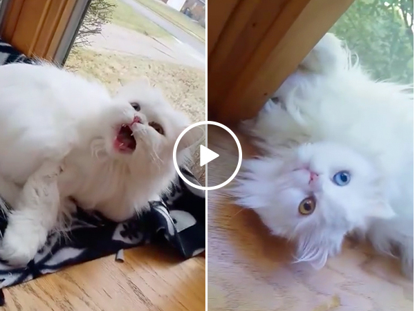 This deaf cat getting excited to see its owner will melt your damn heart (Video)