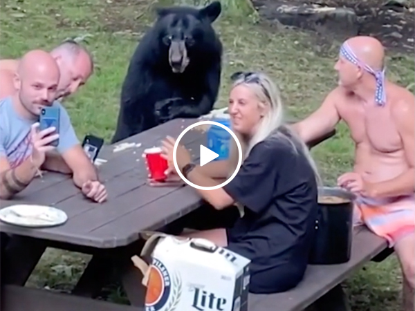 Darwin Award Nominees invite WILD BEAR to their lunch... (Video)
