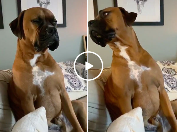 Ornery pup gets shamed for his disastrous day at the beach (Video)