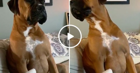 Ornery pup gets shamed for his disastrous day at the beach (Video)
