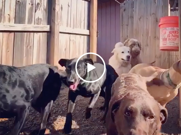 When I die, let it be by dog stampede (Video)