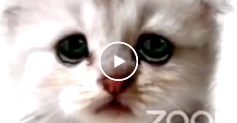 Lawyer can't turn off his cat filter during a live court hearing
