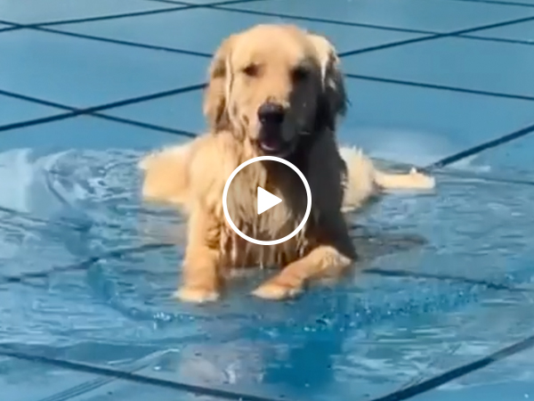 Adorable dog just wants his pool to be open (Video)
