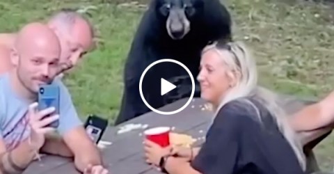 Nothing to see here but a family picnic with a black bear?! (Video)