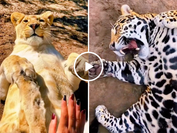 Forbidden belly rubs look worth it to me (Video)