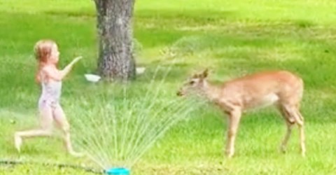 Bambi is FAWNd of running through a sprinkler (Video)