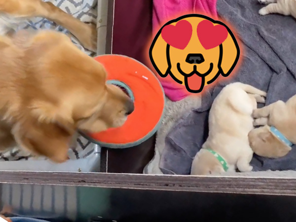 New mama tries to play with her 4-day-old pups (Video)