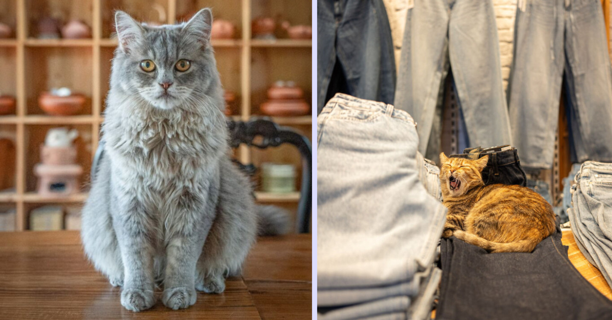 City cats of the world