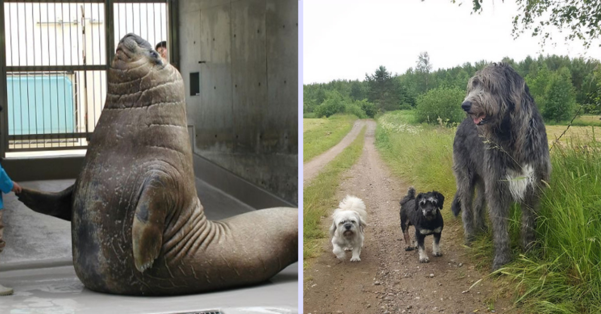 These animals are massive